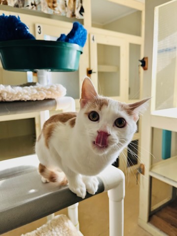 1c47c1333b39474896f75ed9ba045741-1