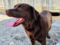 aa1868668a584b679b5717c27c0746bf-1